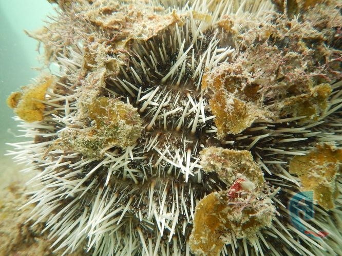 erizo venenoso en el coral